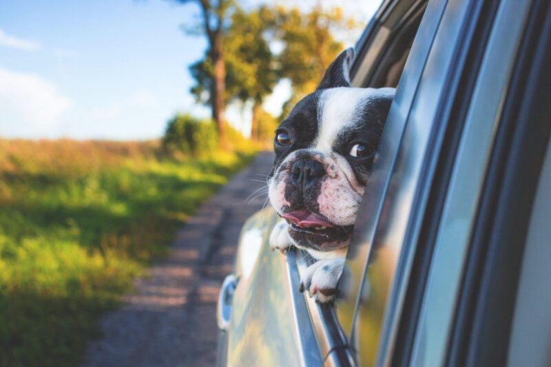Frenchie travelling in car