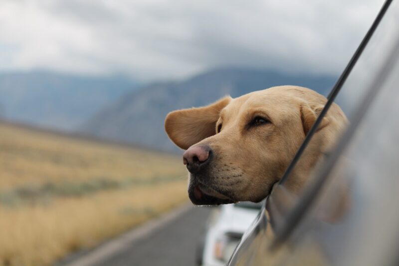 Dog out of car window